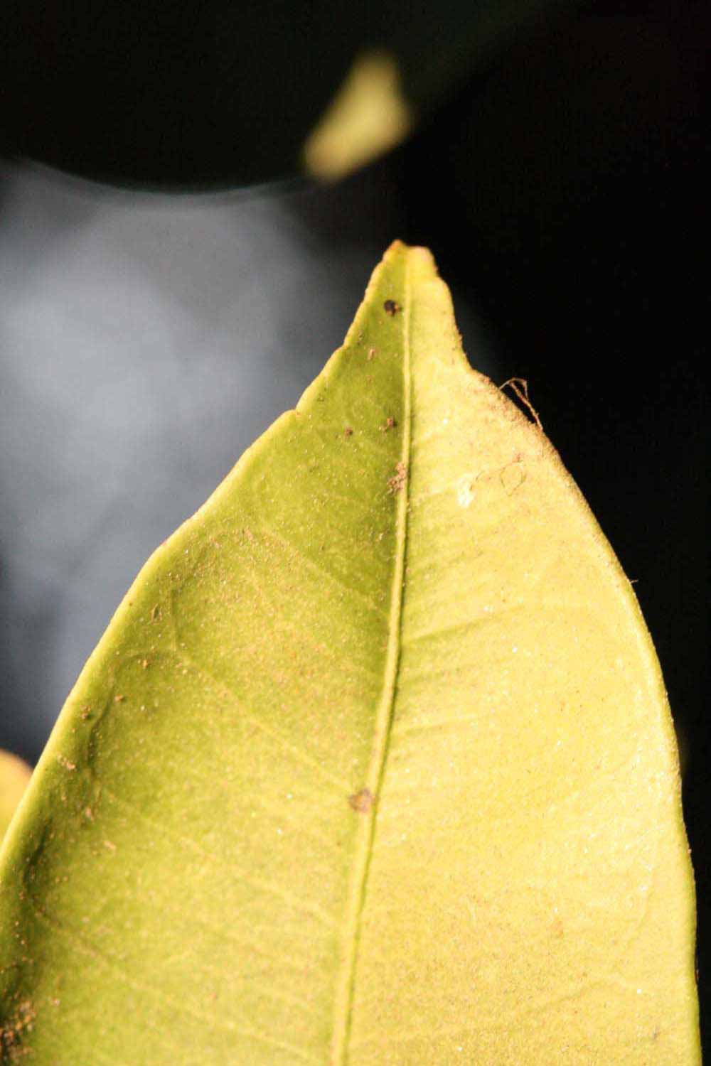               Margin (Riverside, CA)       